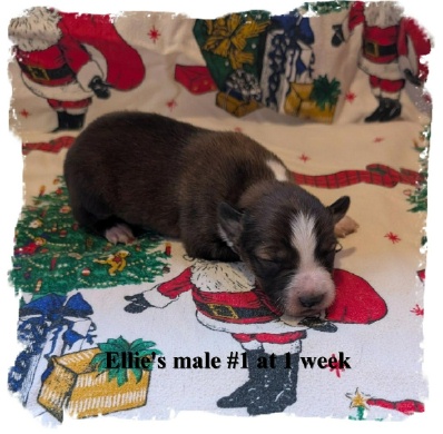 ABCA registered Seal male Border Collie oput of working stock